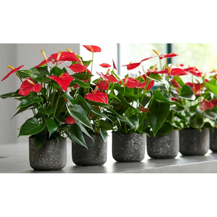 Антуриумы в Жетысае