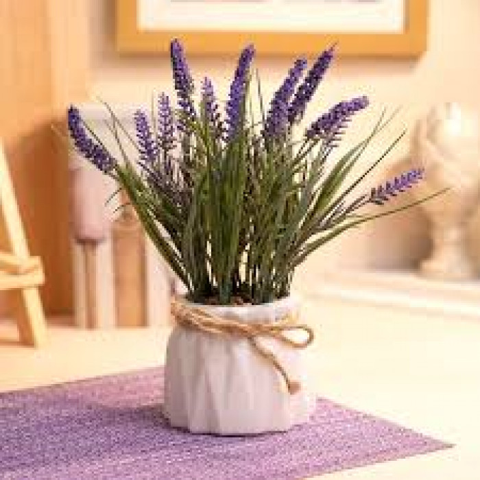 Лаванда в Жетысае