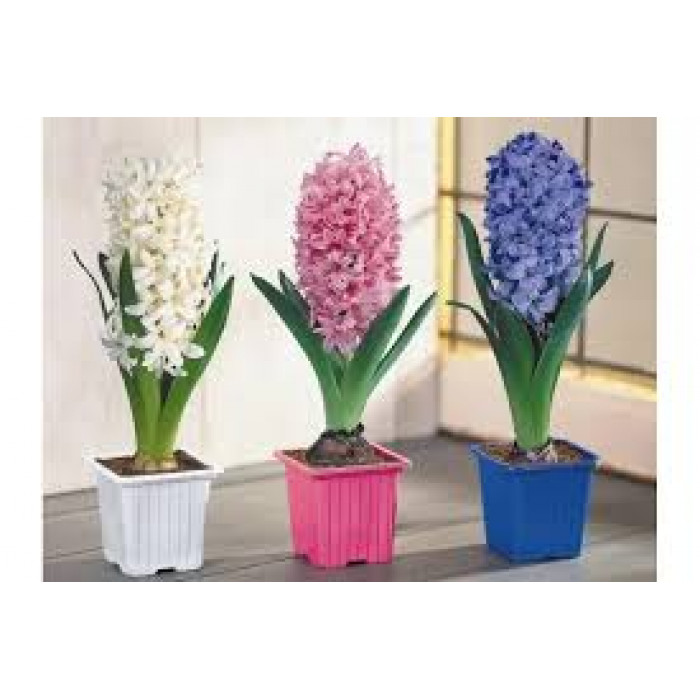 Гиацинты в Жетысае