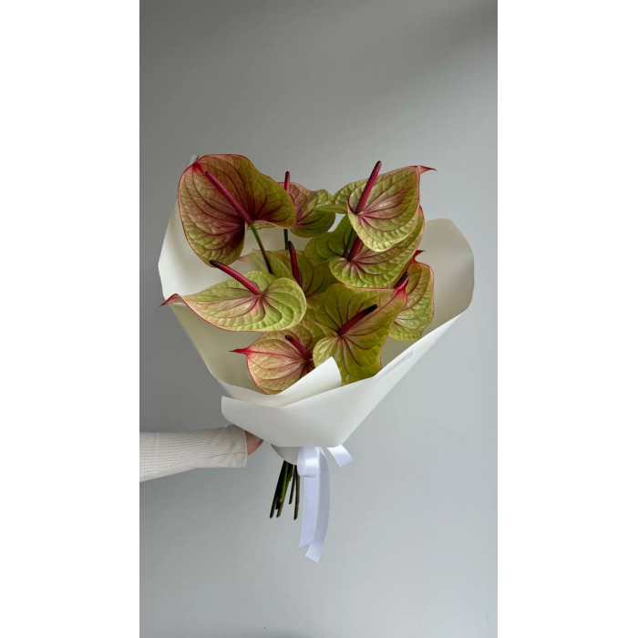 Антуриумы в Жетысае