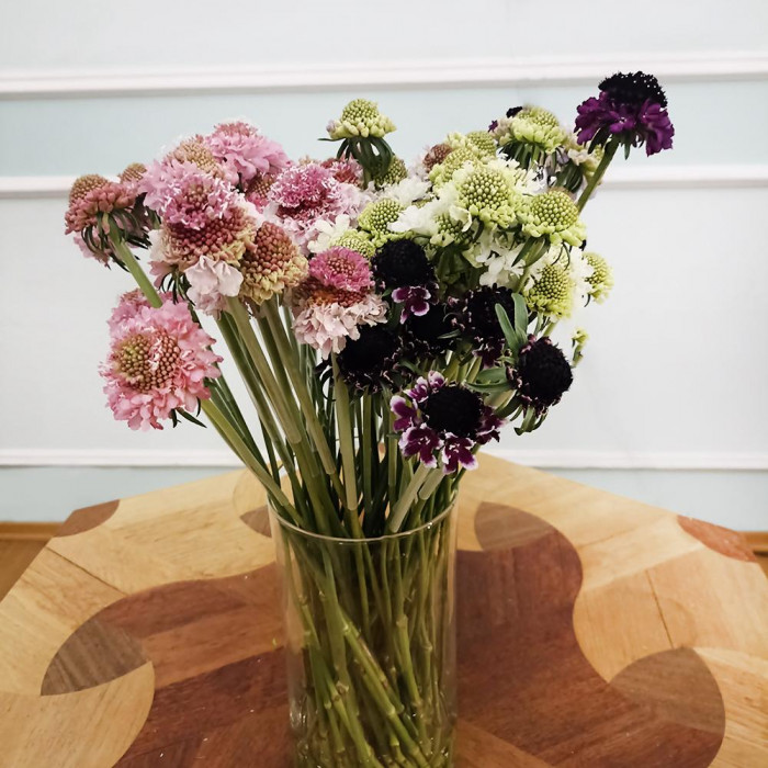 Скобиоза в Жетысае