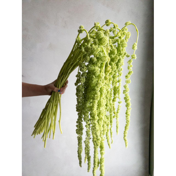 Амарантус в Жетысае