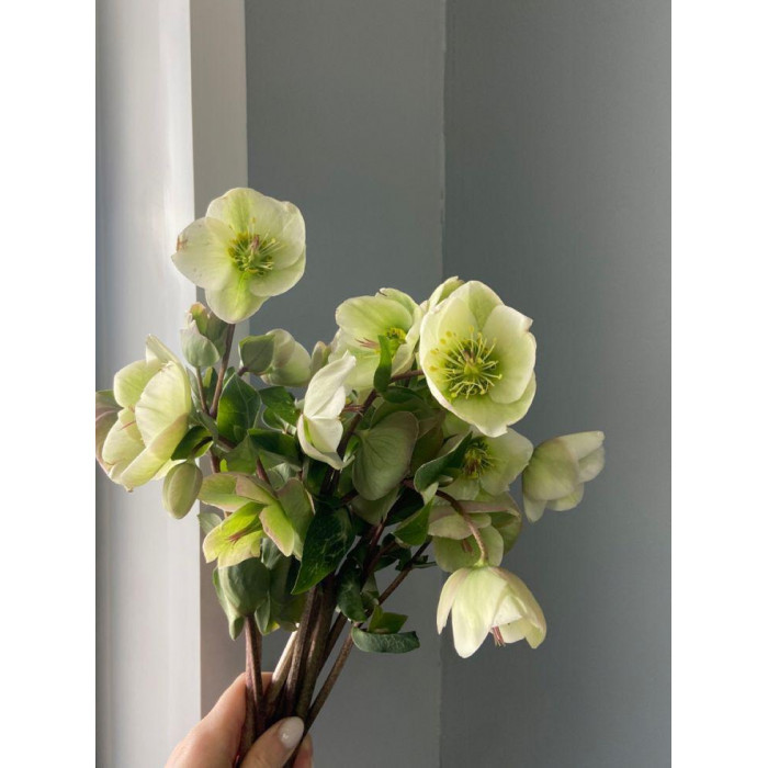 Хелеборус в Жетысае