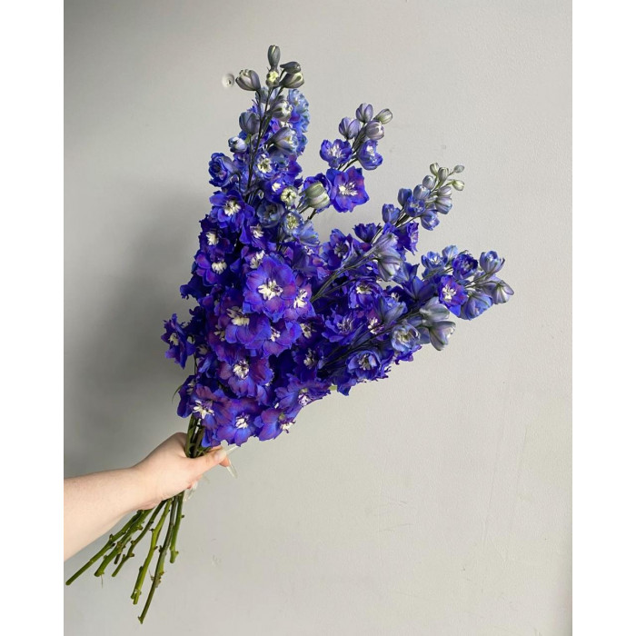 Делфиниум в Жетысае