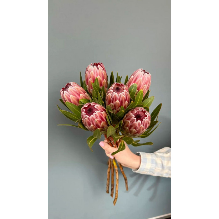 Протея в Жетысае