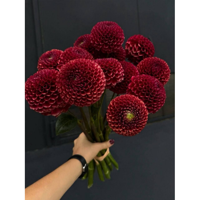 Георгины в Жетысае