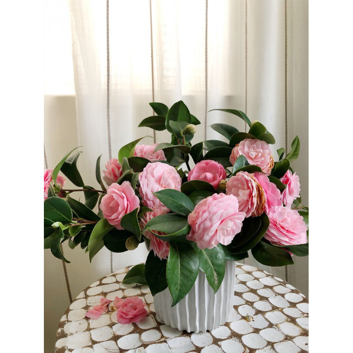 Камелия в Жетысае