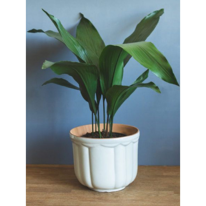 Аспидистра в Жетысае