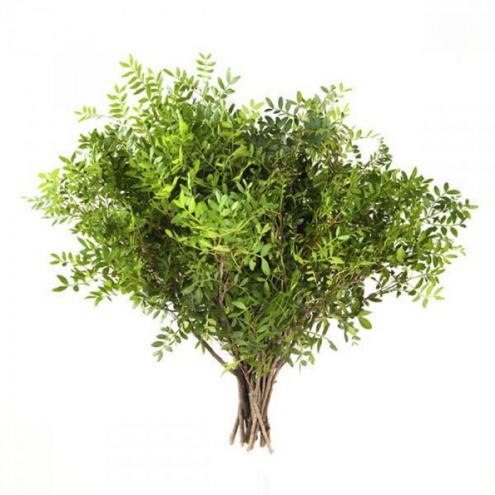 Писташ в Жетысае