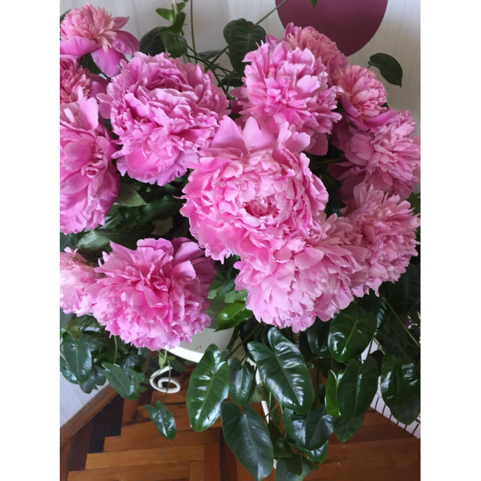 Пион древовидный в Жетысае