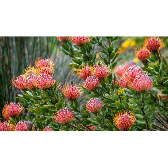 Леукоспермум в Жетысае