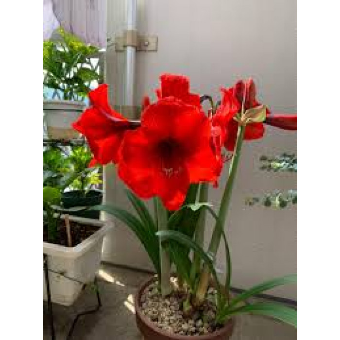 Амариллис в Жетысае