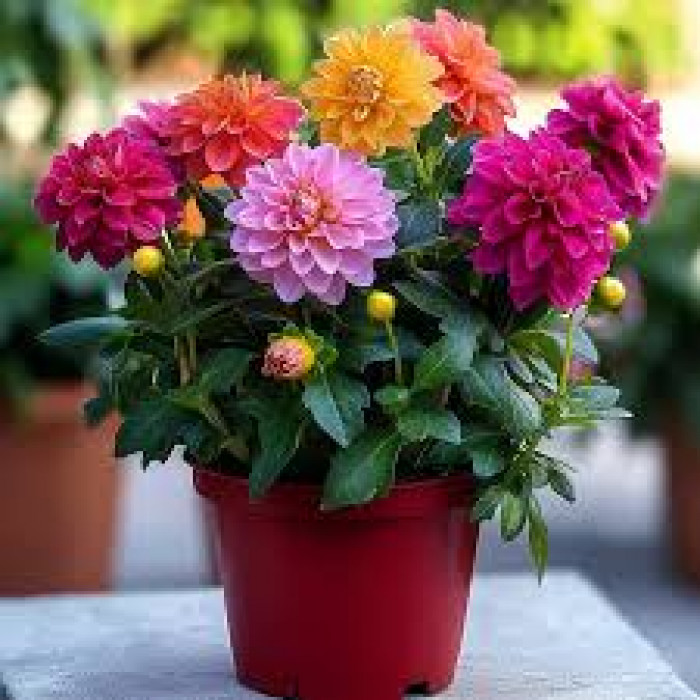 Георгины в Жетысае