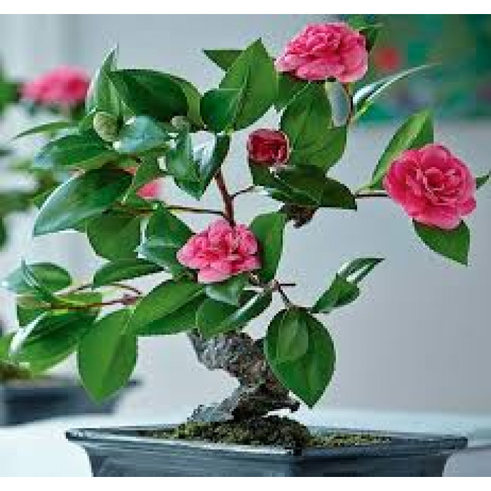 Камелия в Жетысае