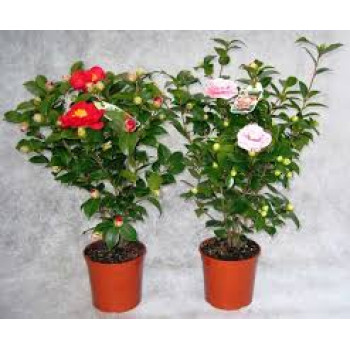 Камелия в 2х горшках