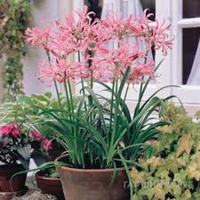 Нерине в Жетысае