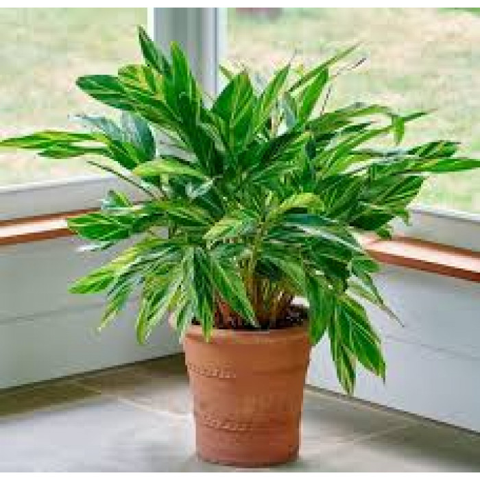 Альпиния в Жетысае