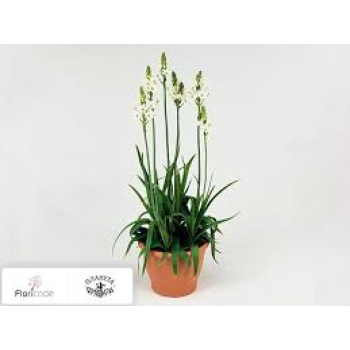 Орнитогалум в Жетысае