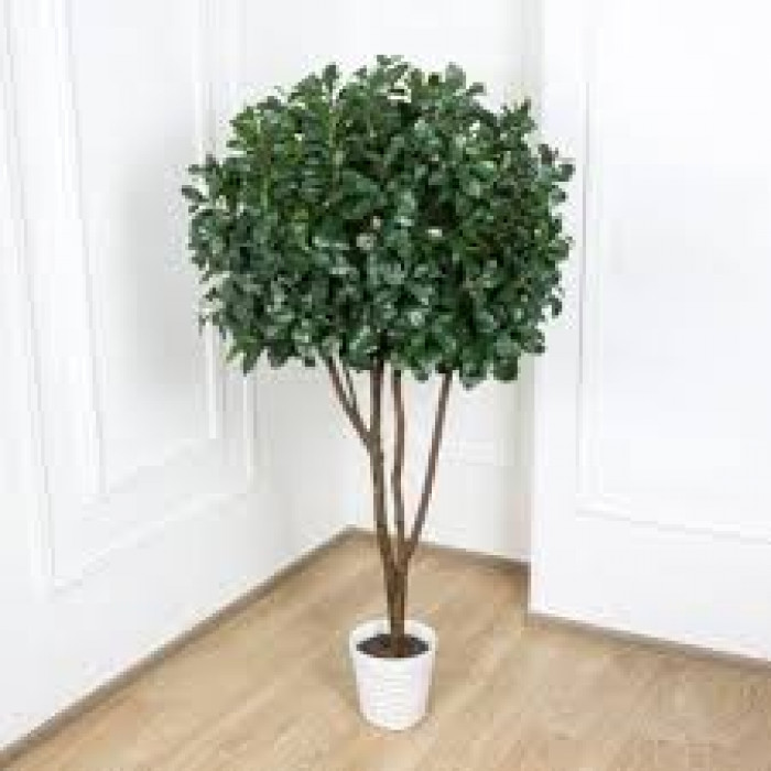 Рускус в Жетысае