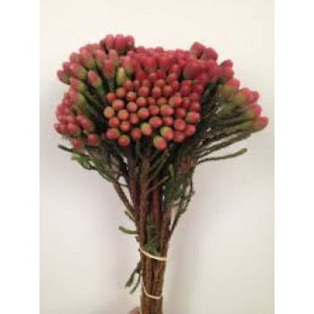 Букет из красной брунии