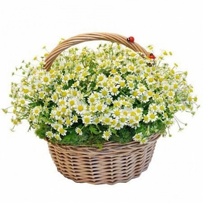 Воздушная корзина из ромашек